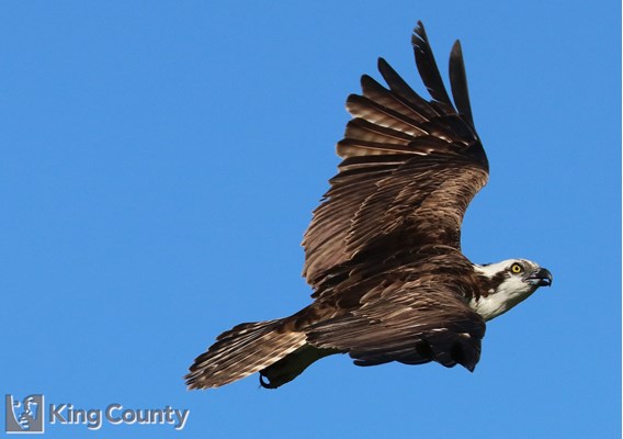 Photo of Pandion haliaetus